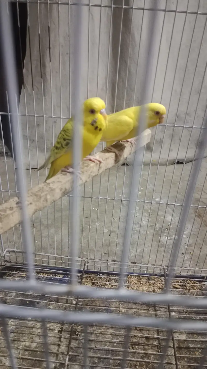 all birds  astlian parrot red eyes breeder pair available for sale — photo 2