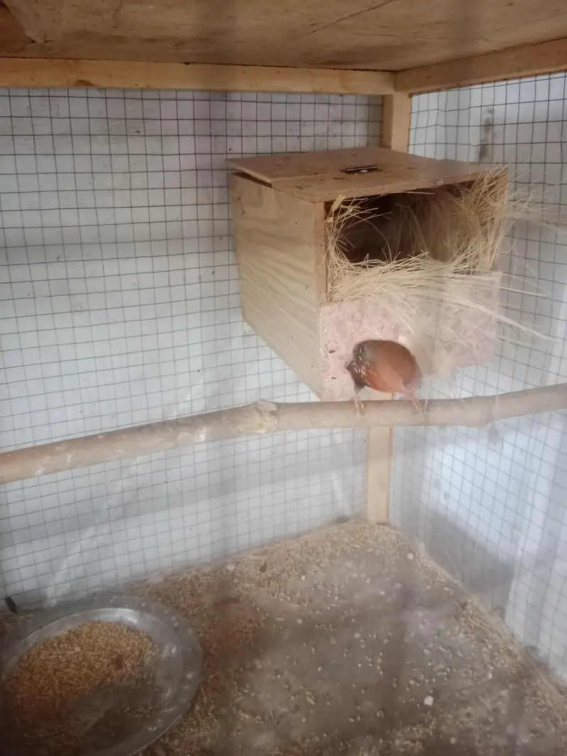 all birds  astlian parrot red eyes breeder pair available for sale — photo 3