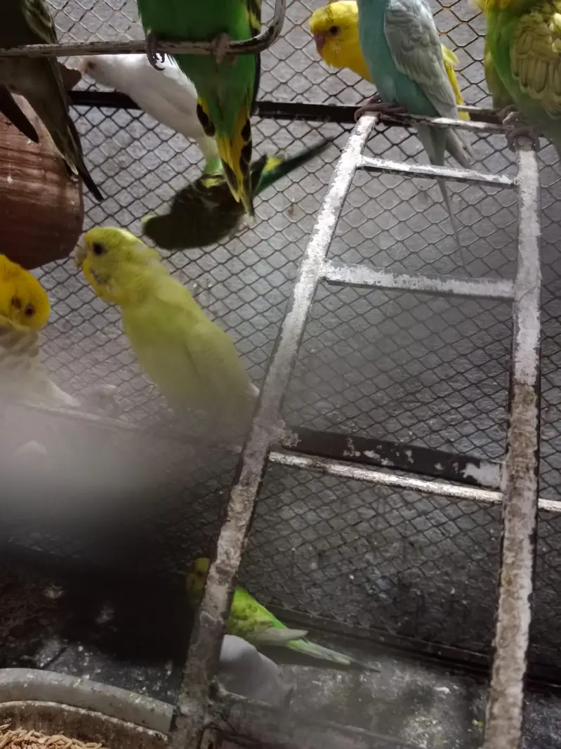 all birds  astlian parrot red eyes breeder pair available for sale — photo 4