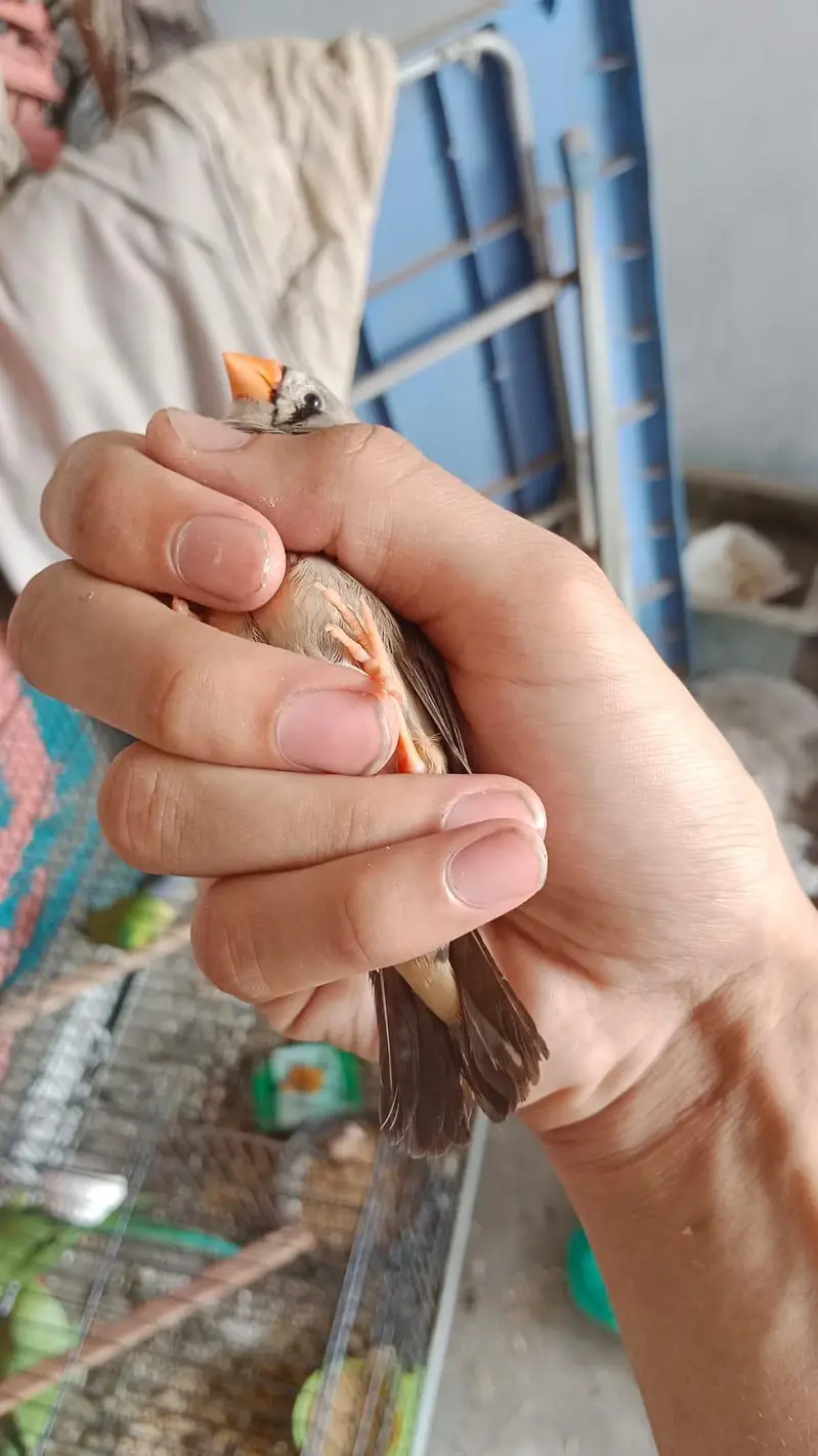 all birds  astlian parrot red eyes breeder pair available for sale — photo 5