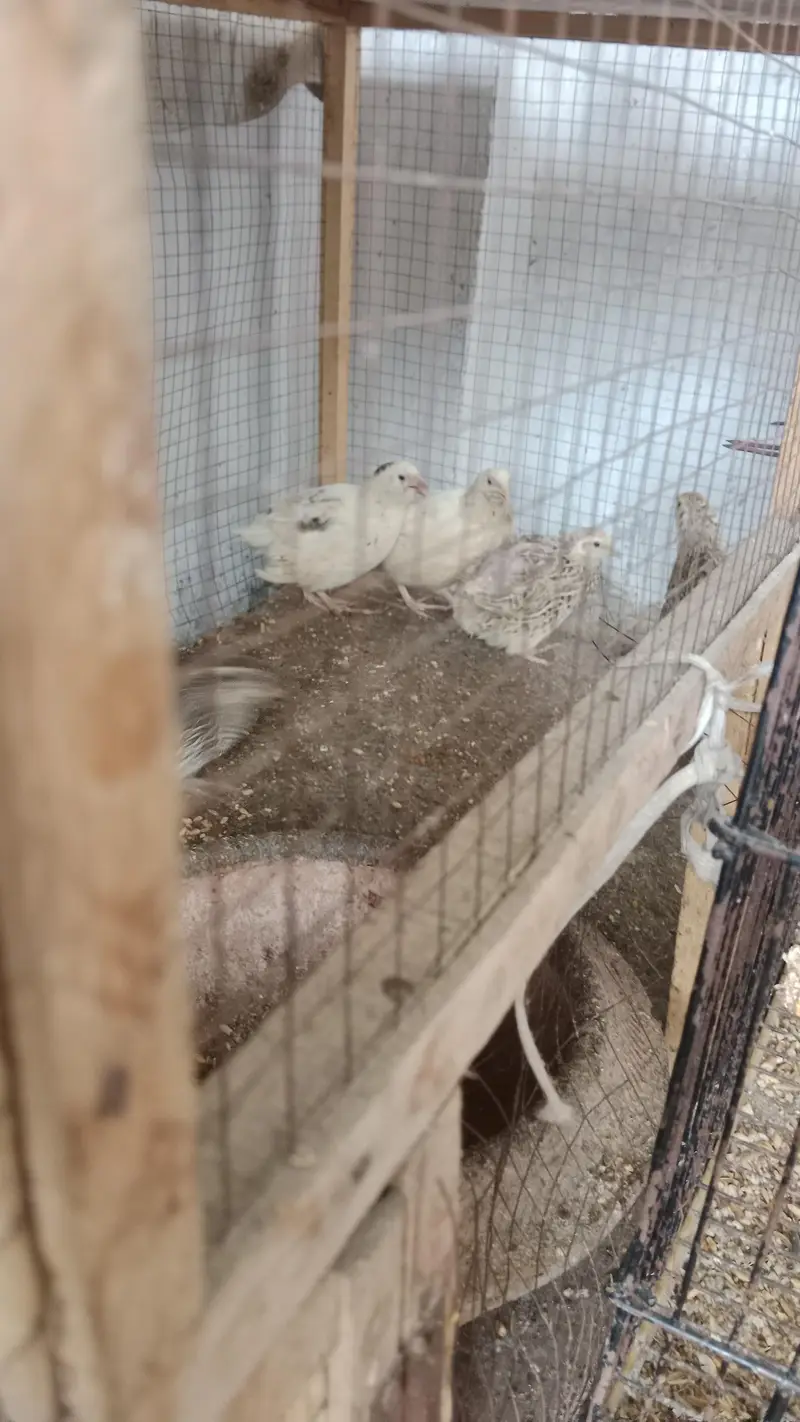 all birds  astlian parrot red eyes breeder pair available for sale — photo 7
