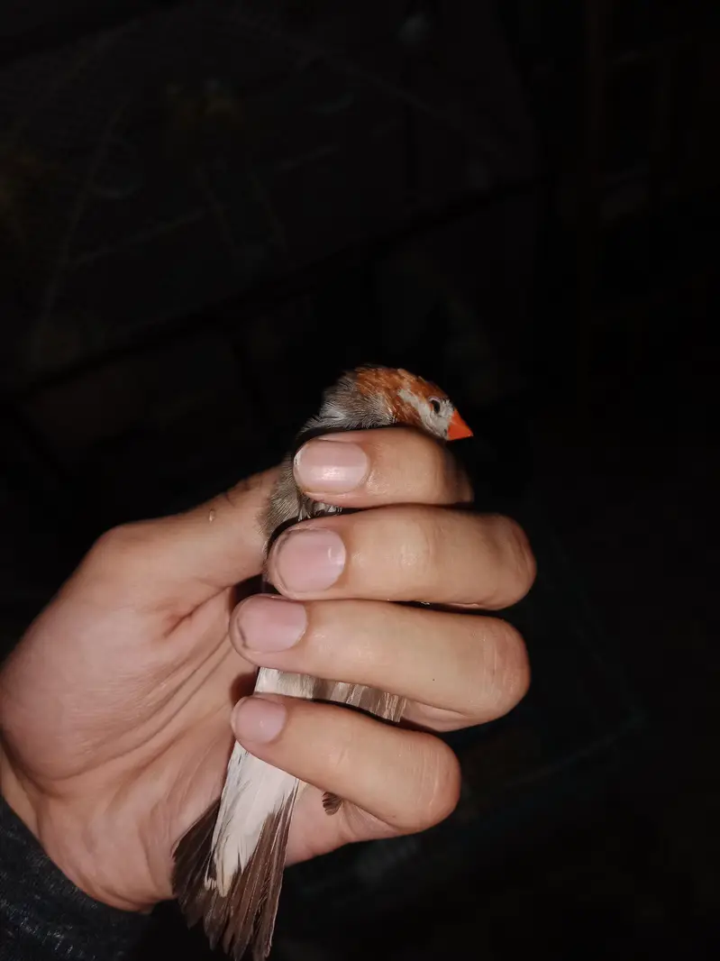 all birds  astlian parrot red eyes breeder pair available for sale — photo 8