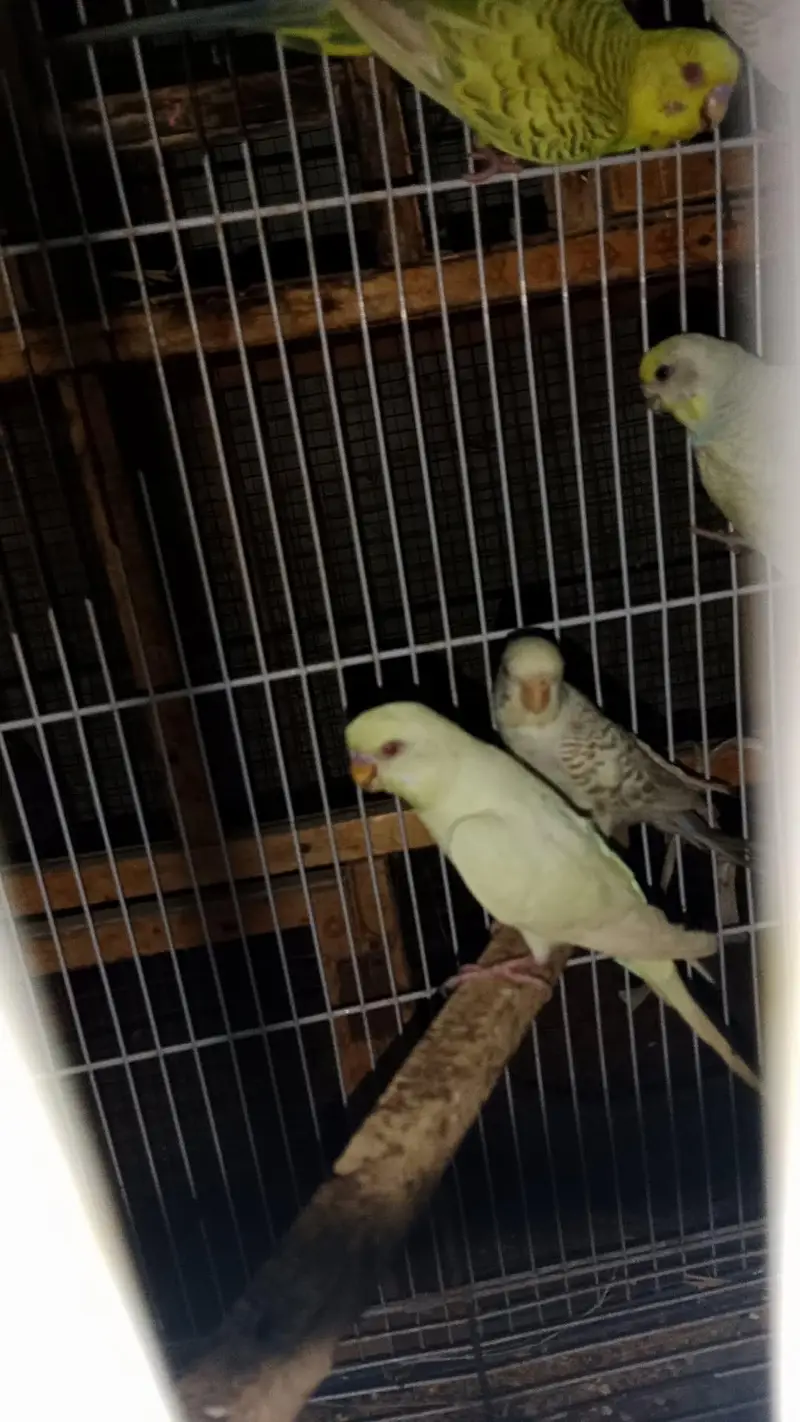 all birds  astlian parrot red eyes breeder pair available for sale — photo 9