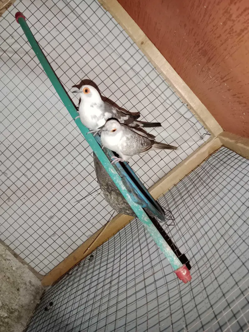all birds  astlian parrot red eyes breeder pair available for sale — photo 10