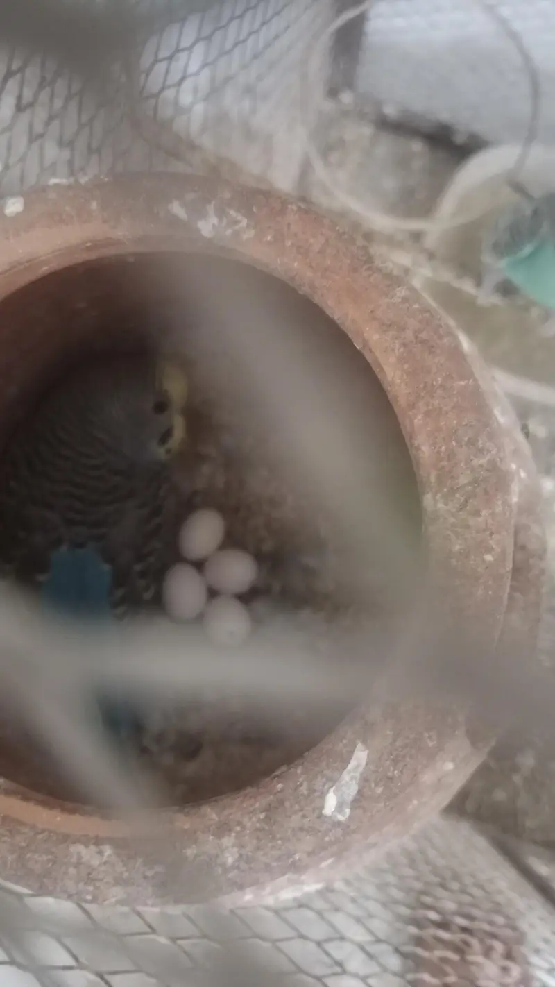 all birds  astlian parrot red eyes breeder pair available for sale — photo 11