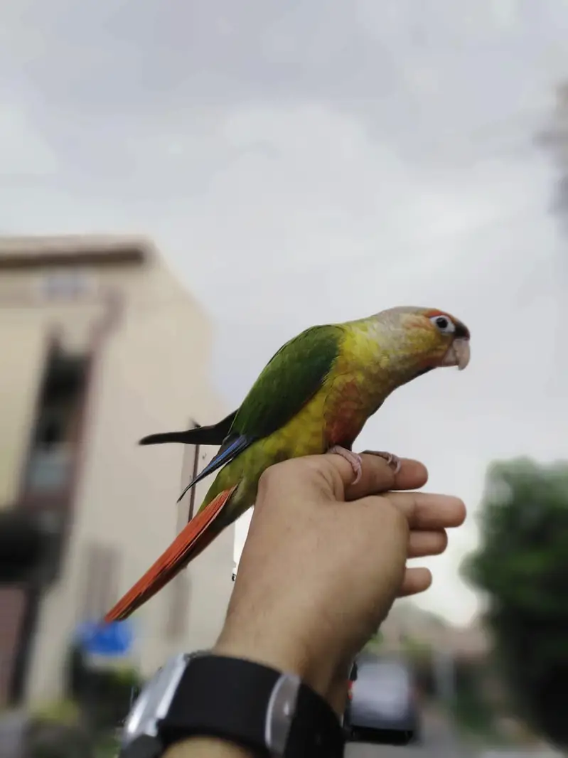 all birds  astlian parrot red eyes breeder pair available for sale — photo 12