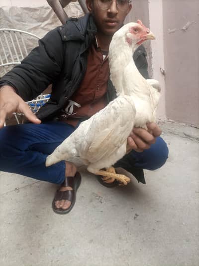 Shamo pair and burmi male