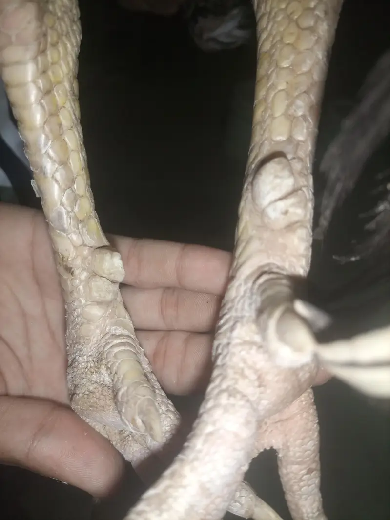 Shamo pair and burmi male — photo 5