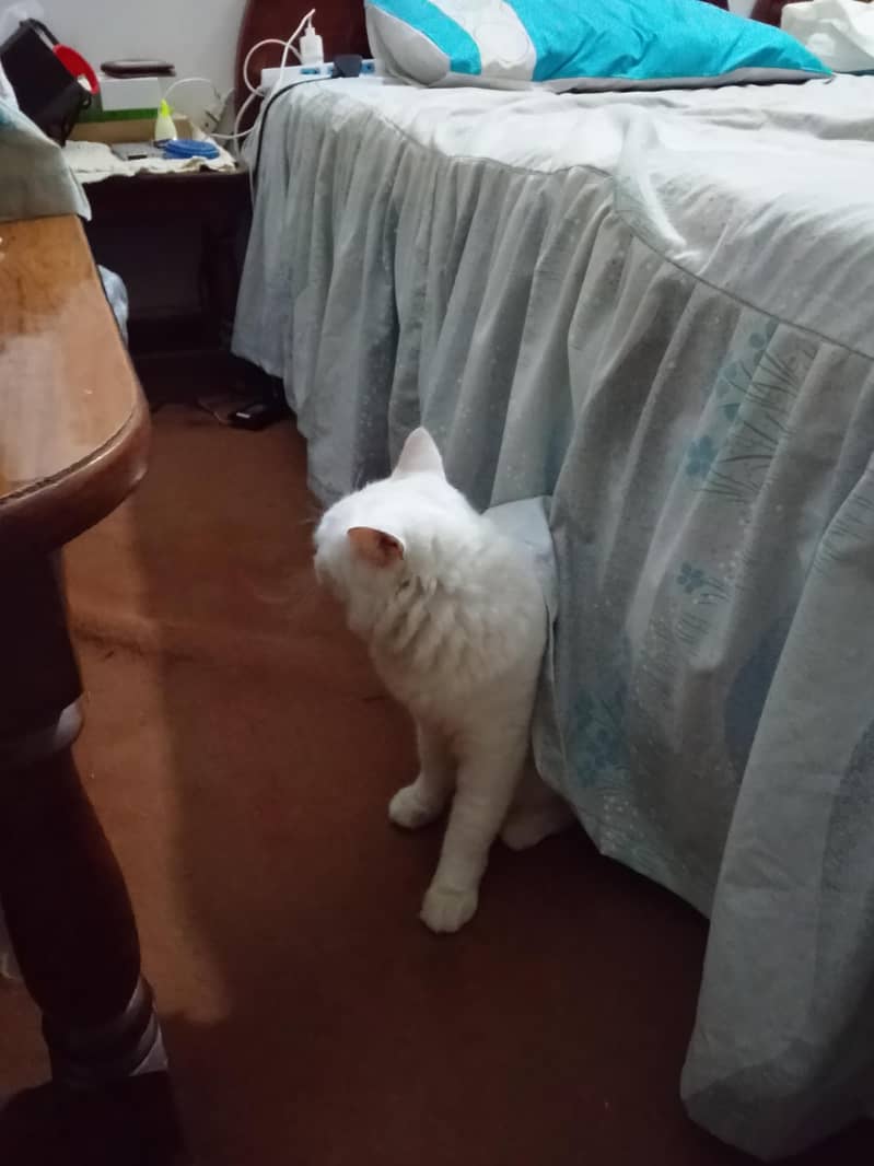 white cat 1
