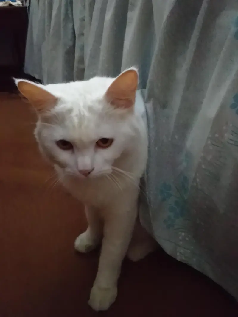 white cat — photo 4