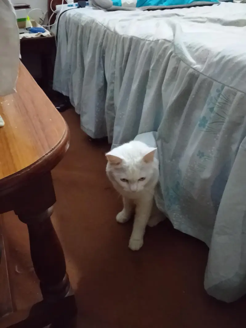 white cat — photo 5