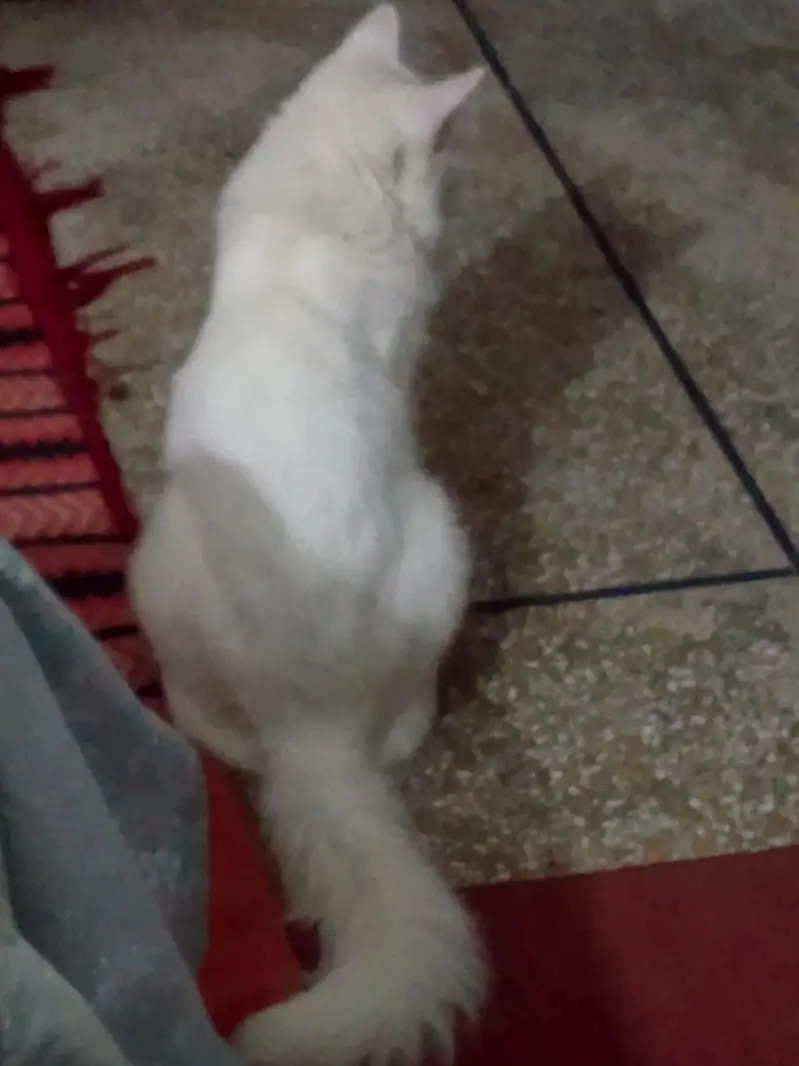 white cat — photo 6