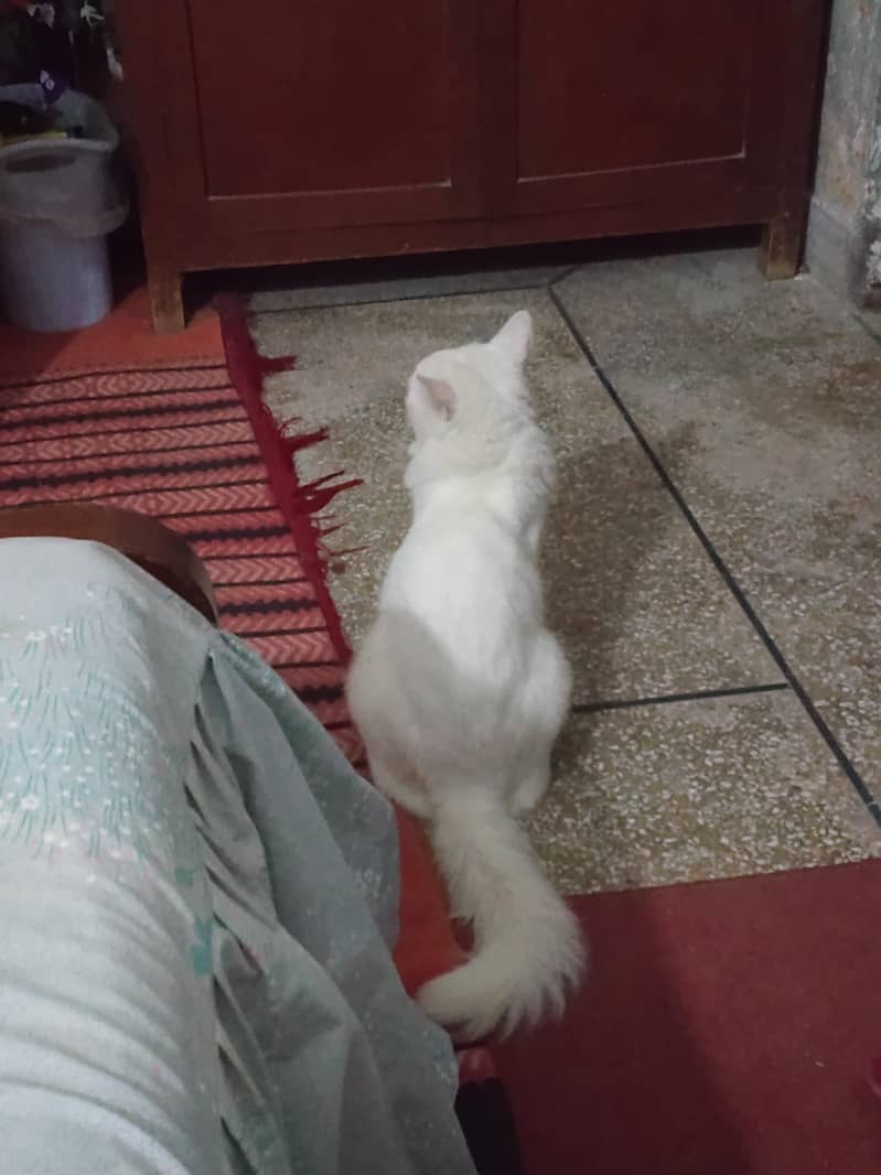 white cat 6
