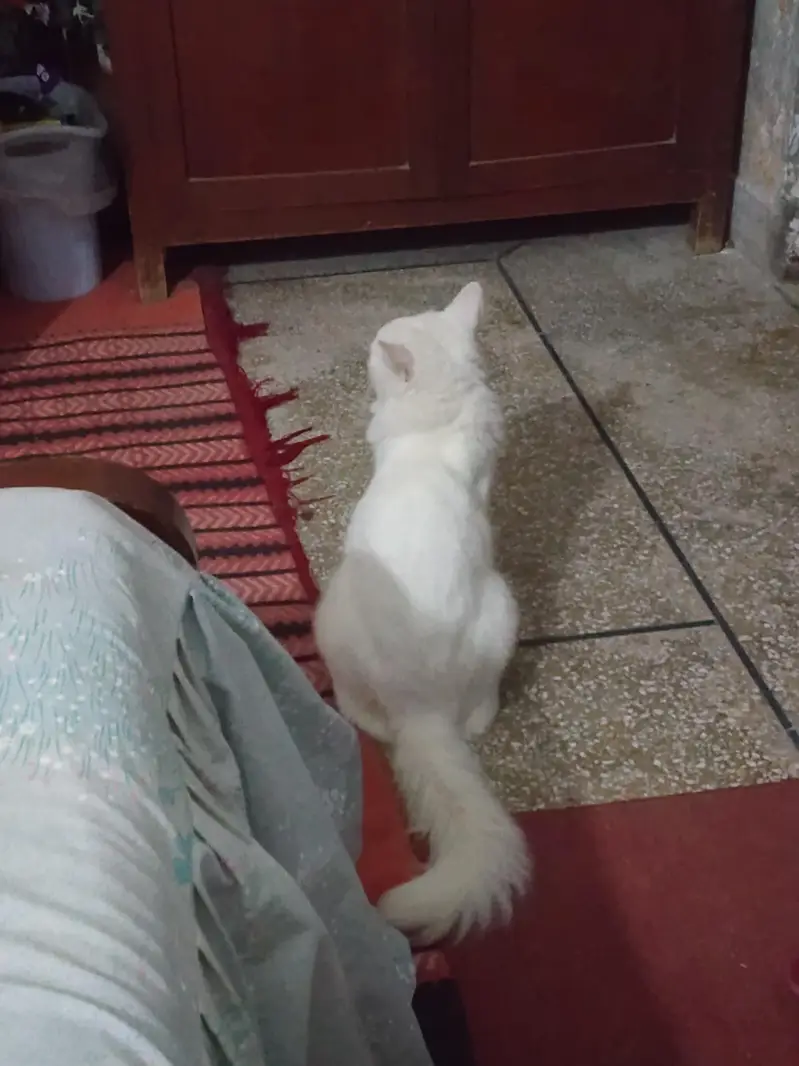 white cat — photo 7