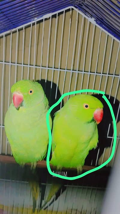 it's very nice parrot 