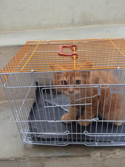 cat for sale
