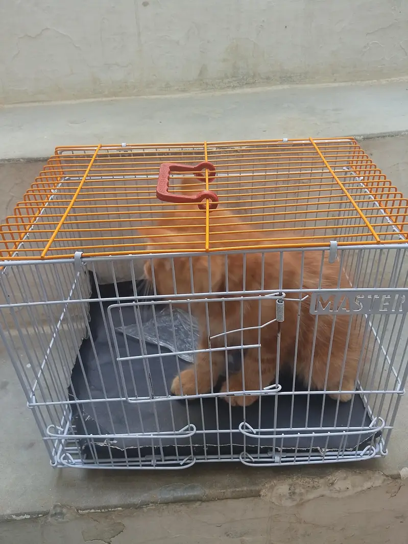 cat for sale — photo 2