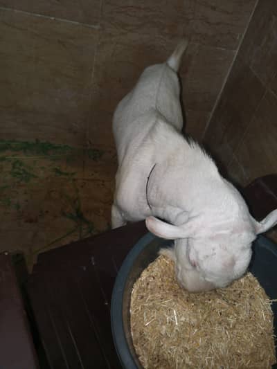 taddy breader goat available for sale
