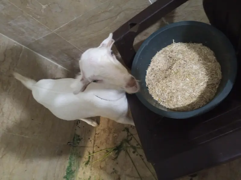 taddy breader goat available for sale — photo 2