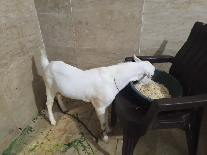 taddy breader goat available for sale — photo 3