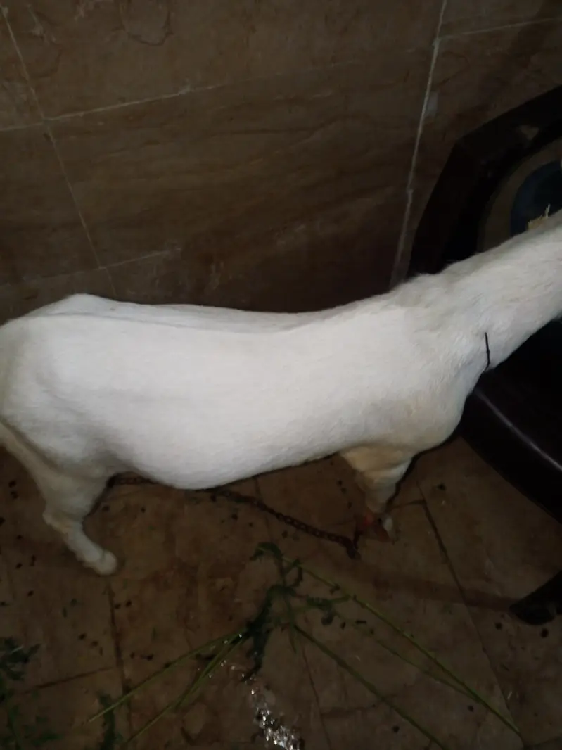taddy breader goat available for sale — photo 4