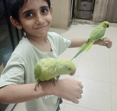 male parrot