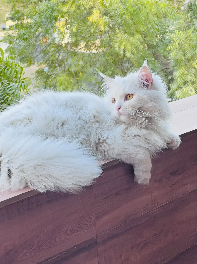 White Persian Cat (male) – Luna – 1.5 Years Old — photo 2