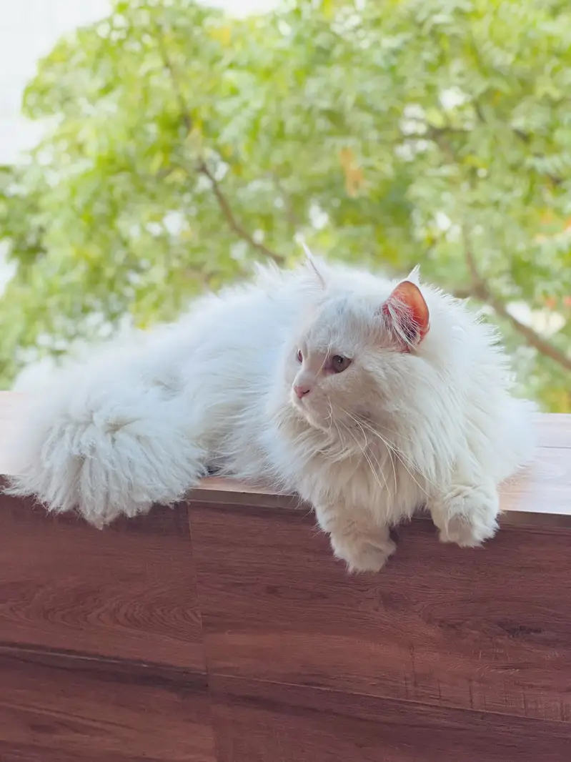 White Persian Cat (male) – Luna – 1.5 Years Old — photo 3