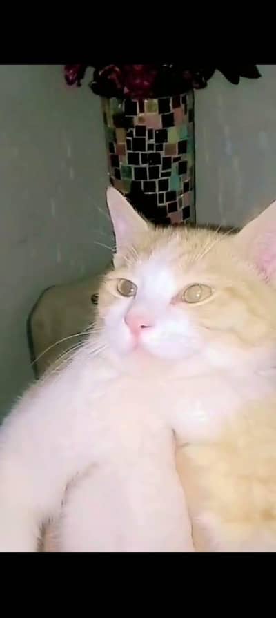 Persian cat