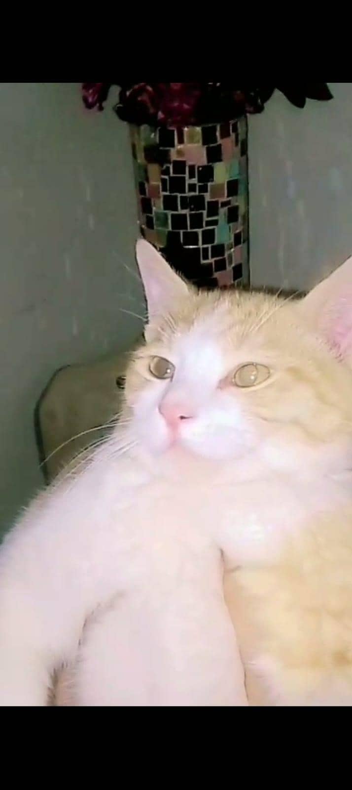 Persian cat 0