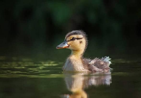 chick 0