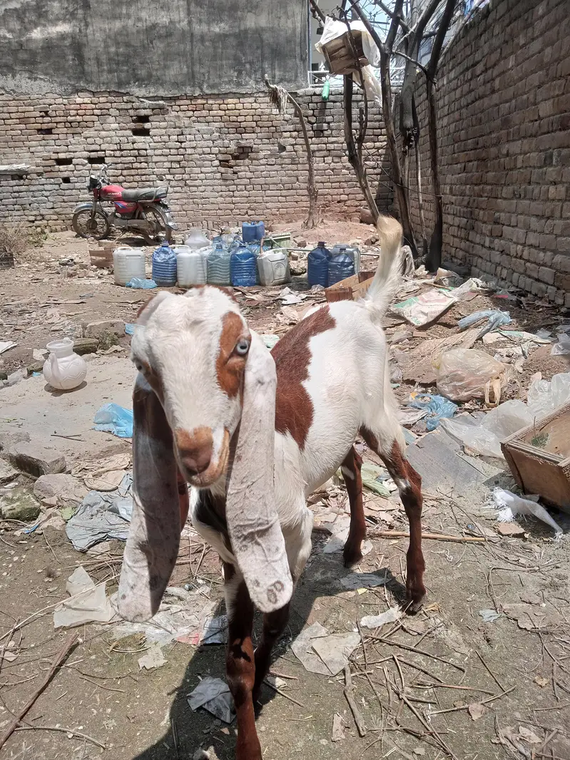 Desi bakar — photo 2