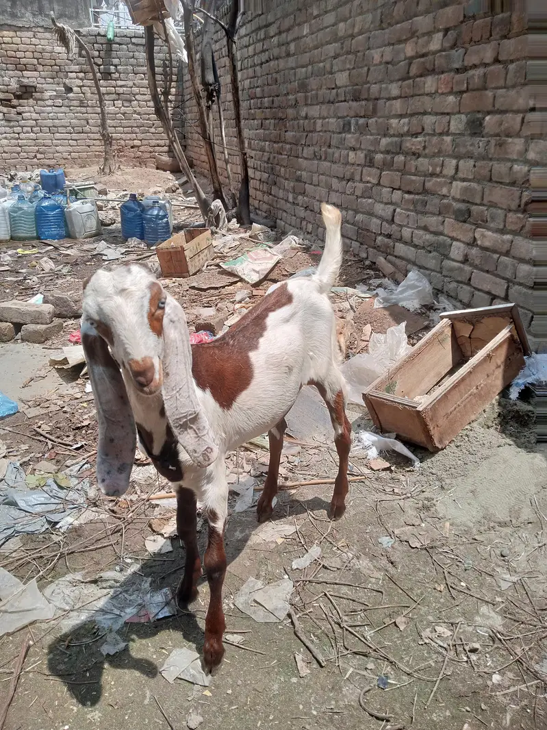 Desi bakar — photo 3