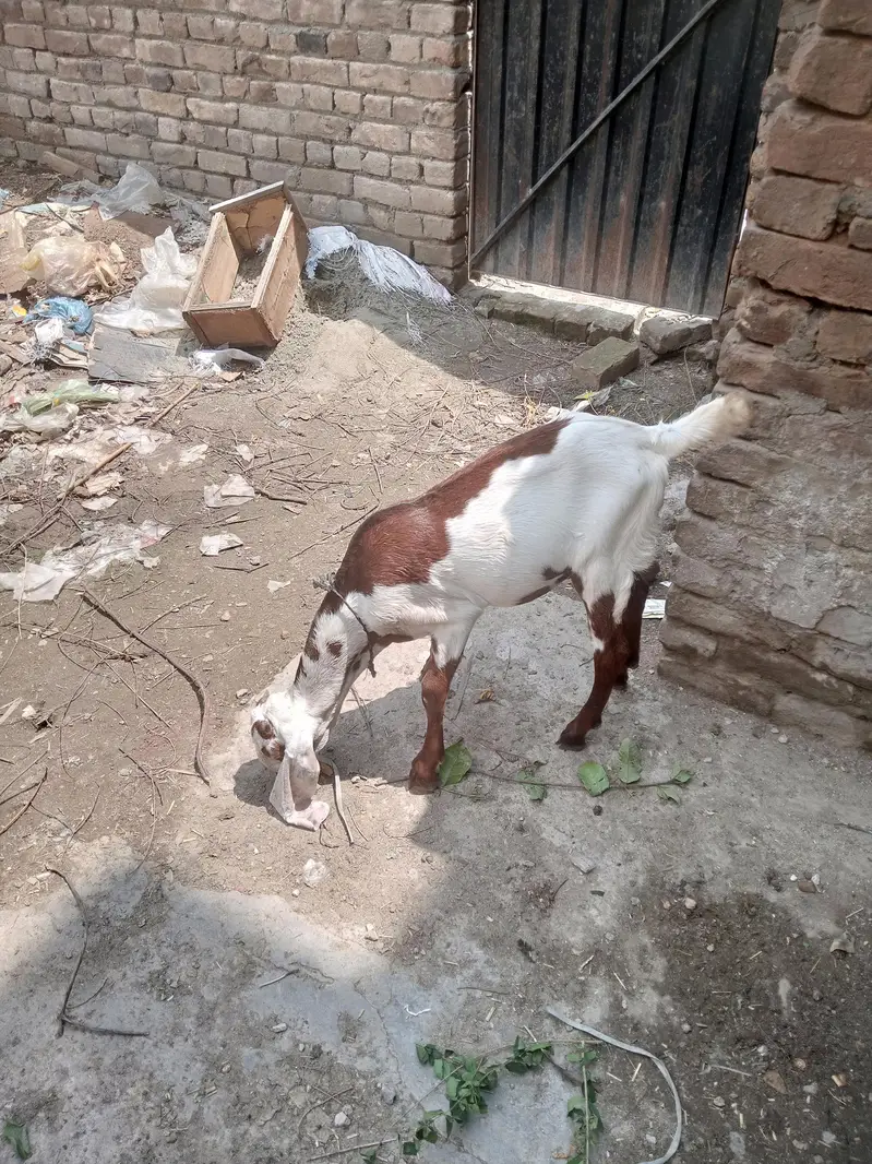 Desi bakar — photo 4