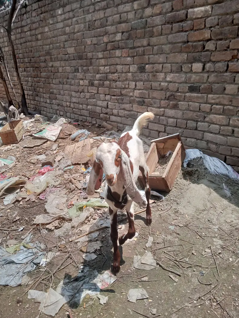 Desi bakar — photo 5