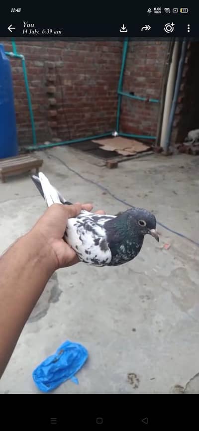 rampori teddy female breader pair 03364776502