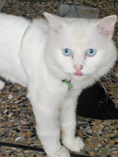 Cat sale
