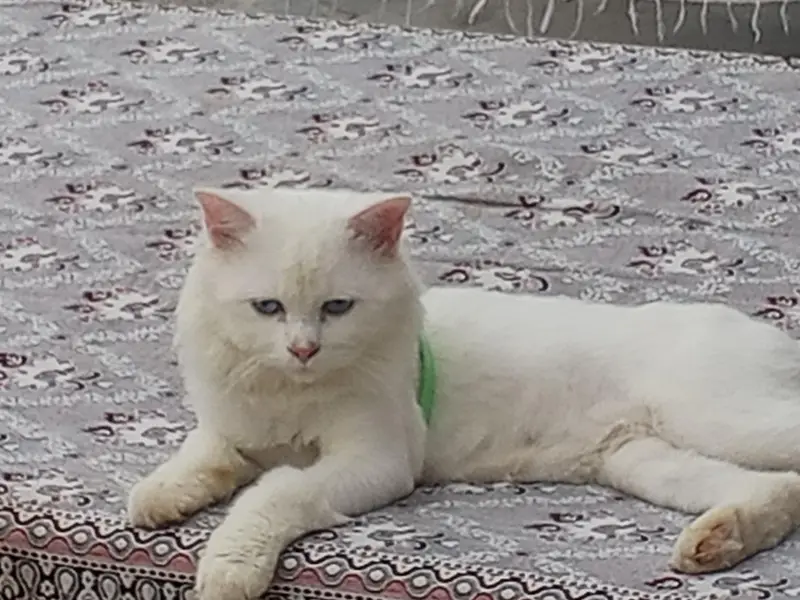 Cat sale — photo 2