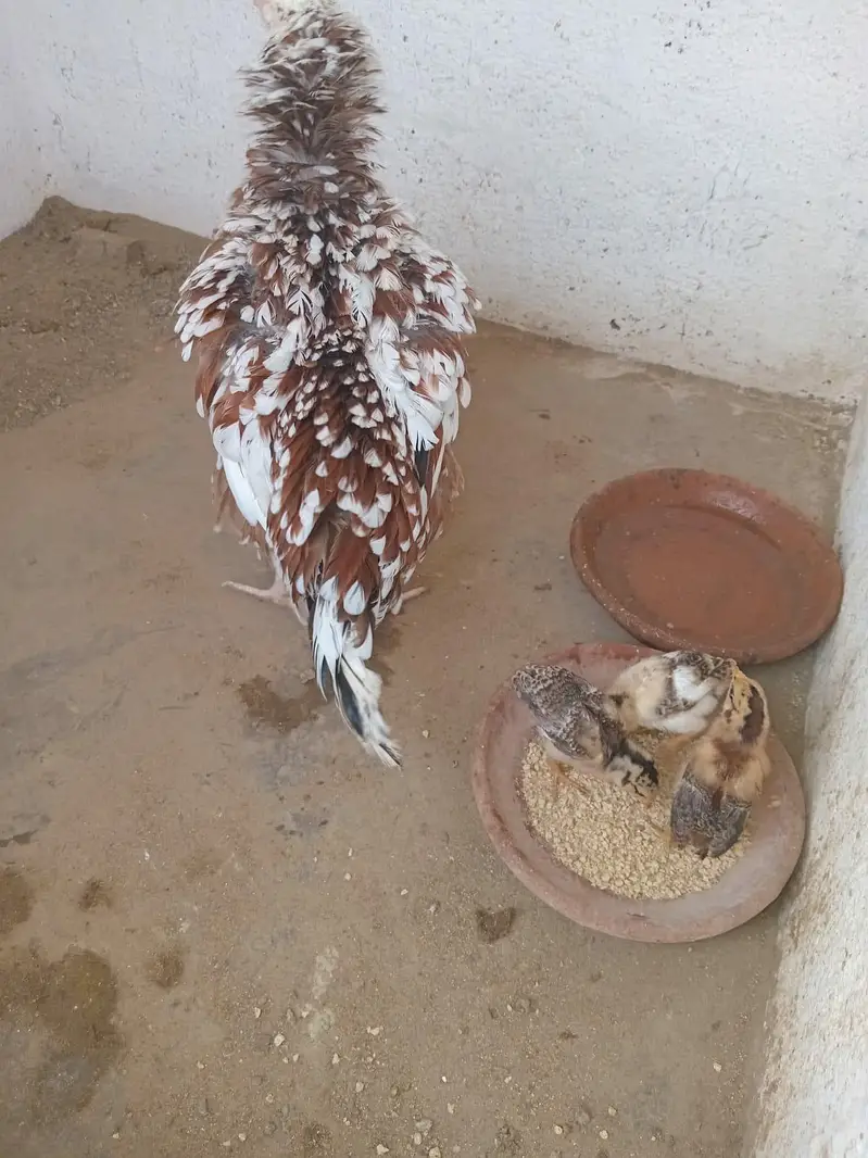 Beautifull Aseel choozay — photo 10