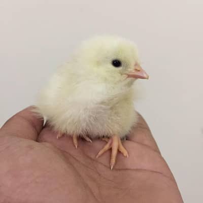 layer chicks