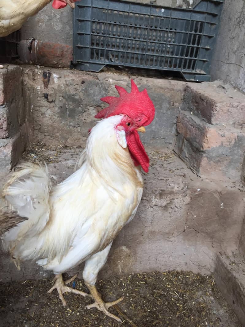 layer chicks 3
