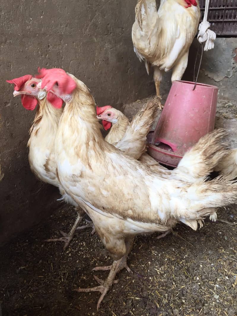 layer chicks 4