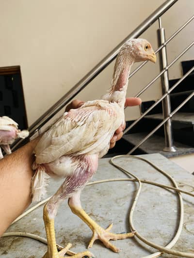 White heera for sale
