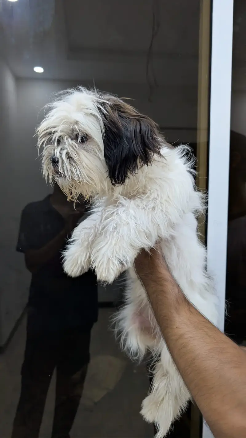 Shitzu female pup — photo 3