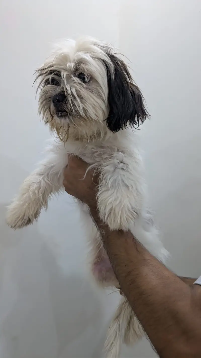 Shitzu female pup — photo 2
