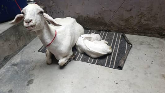 bakri bacha ka sath