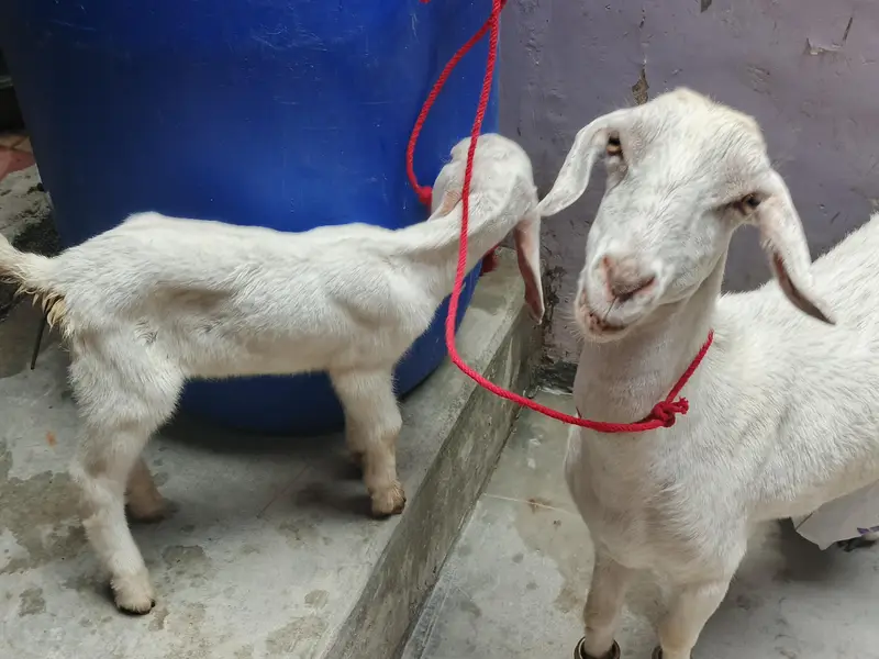 bakri bacha ka sath — photo 2