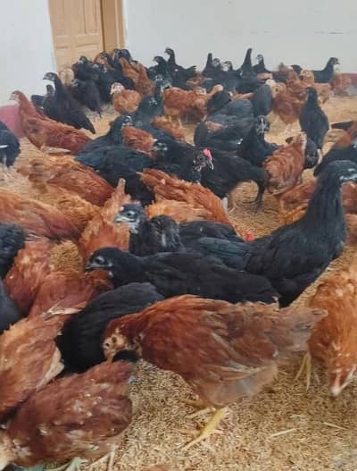 Pure Black Australorp & Rir ( Rhode Island Red)