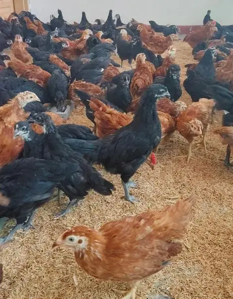 Pure Black Australorp & Rir ( Rhode Island Red) — photo 2