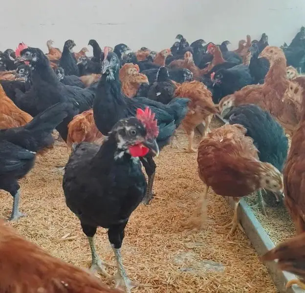 Pure Black Australorp & Rir ( Rhode Island Red) — photo 3